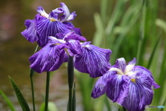 615菖蒲8