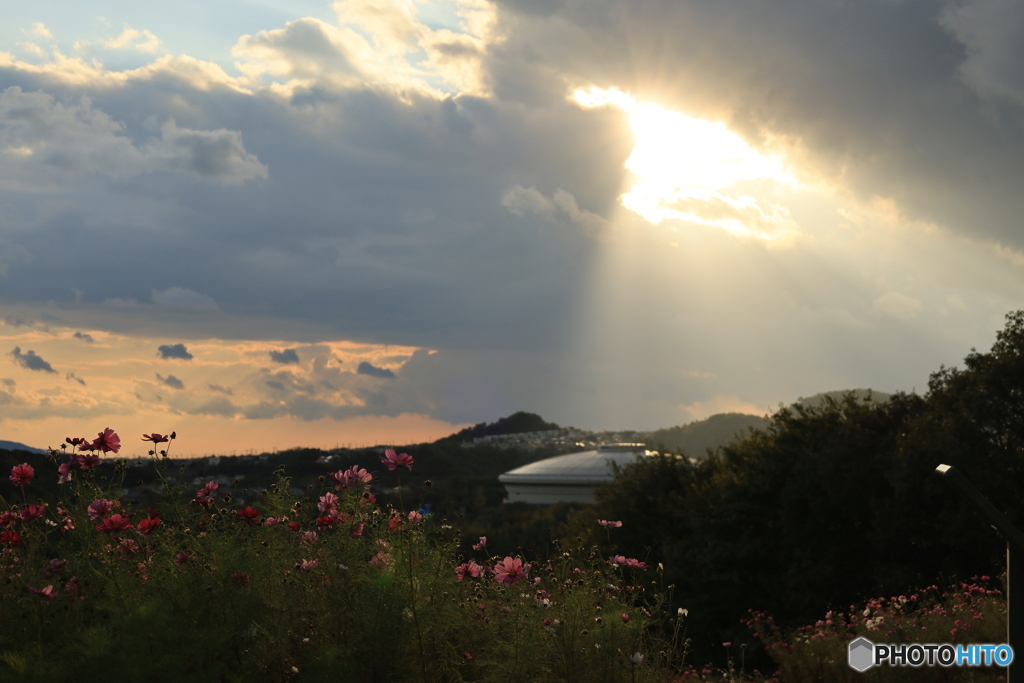 夕陽とコスモス13