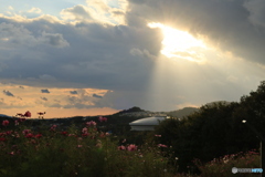 夕陽とコスモス13