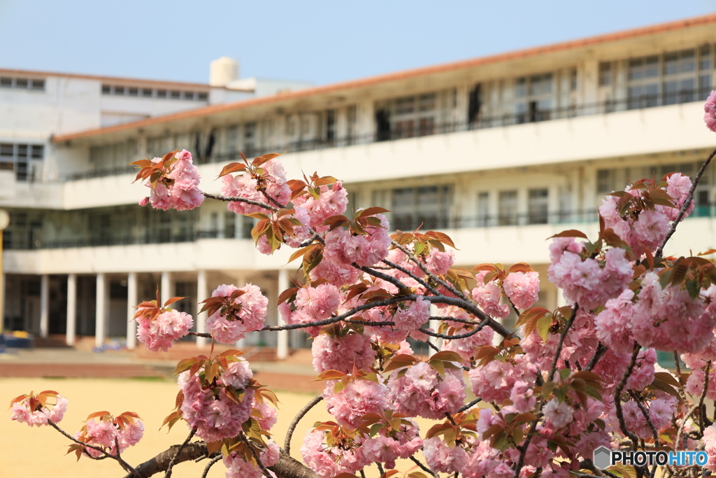 校庭の八重桜
