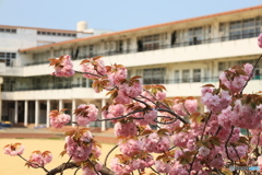 校庭の八重桜
