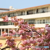 校庭の八重桜