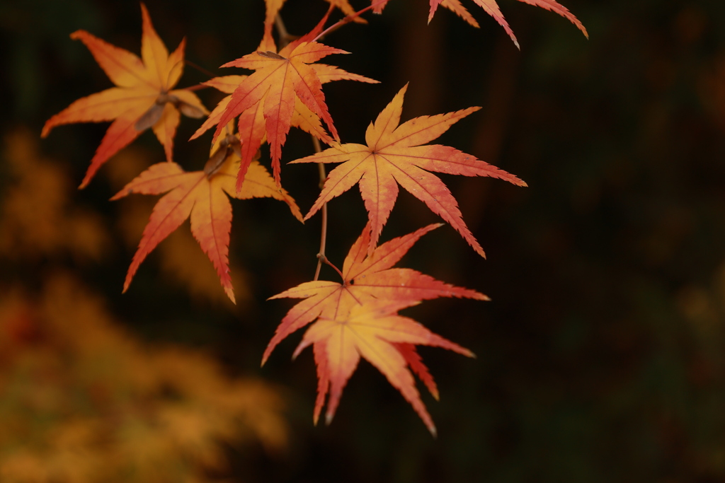 初冬の太山寺25