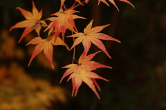 初冬の太山寺25