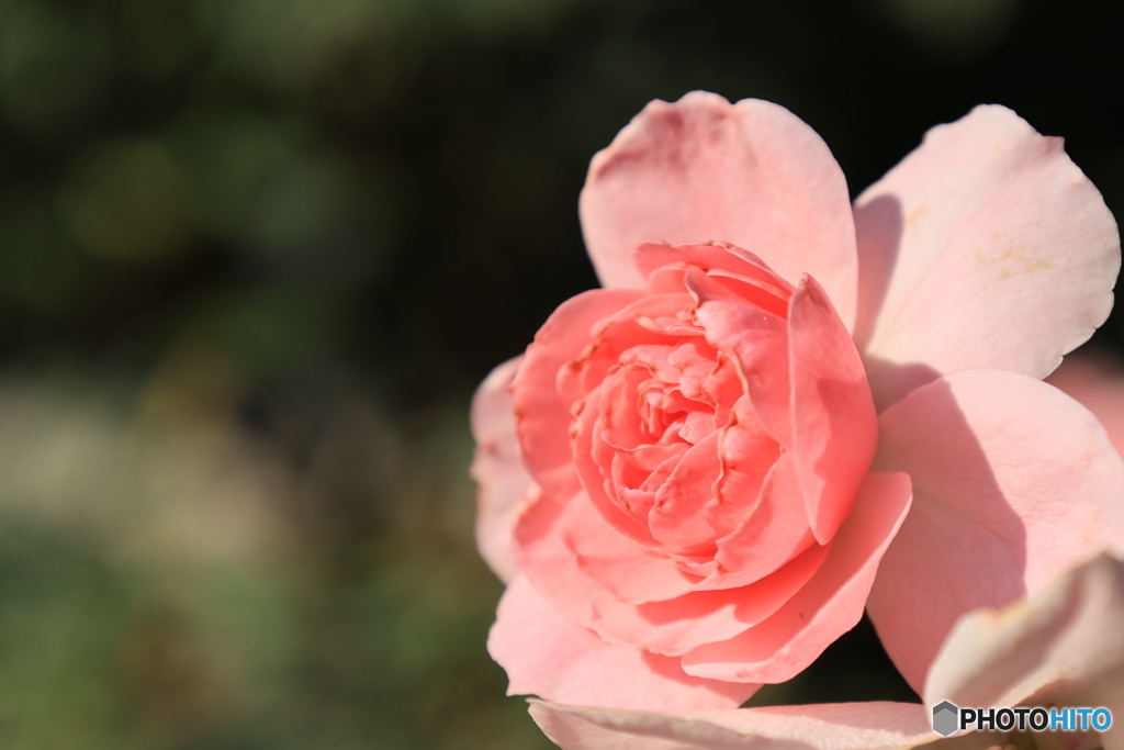 ピンクのバラ14