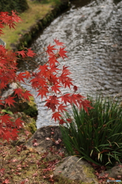 晩秋の好古園26