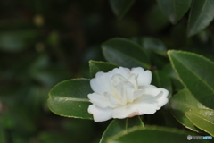 晩秋の好古園25