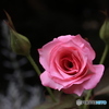 ピンクのバラ9