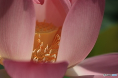 蓮の花4