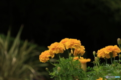 Marigold 2