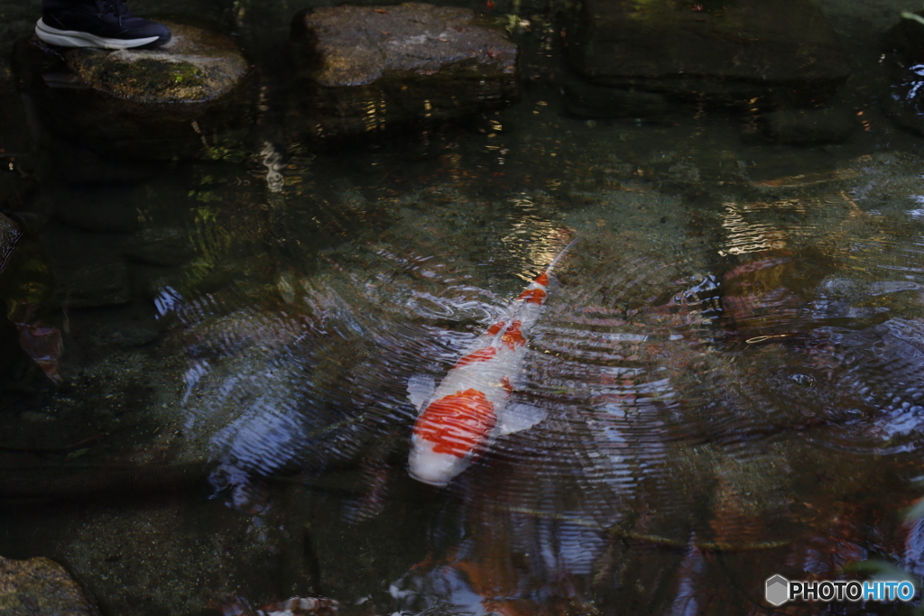 晩秋の相楽園22