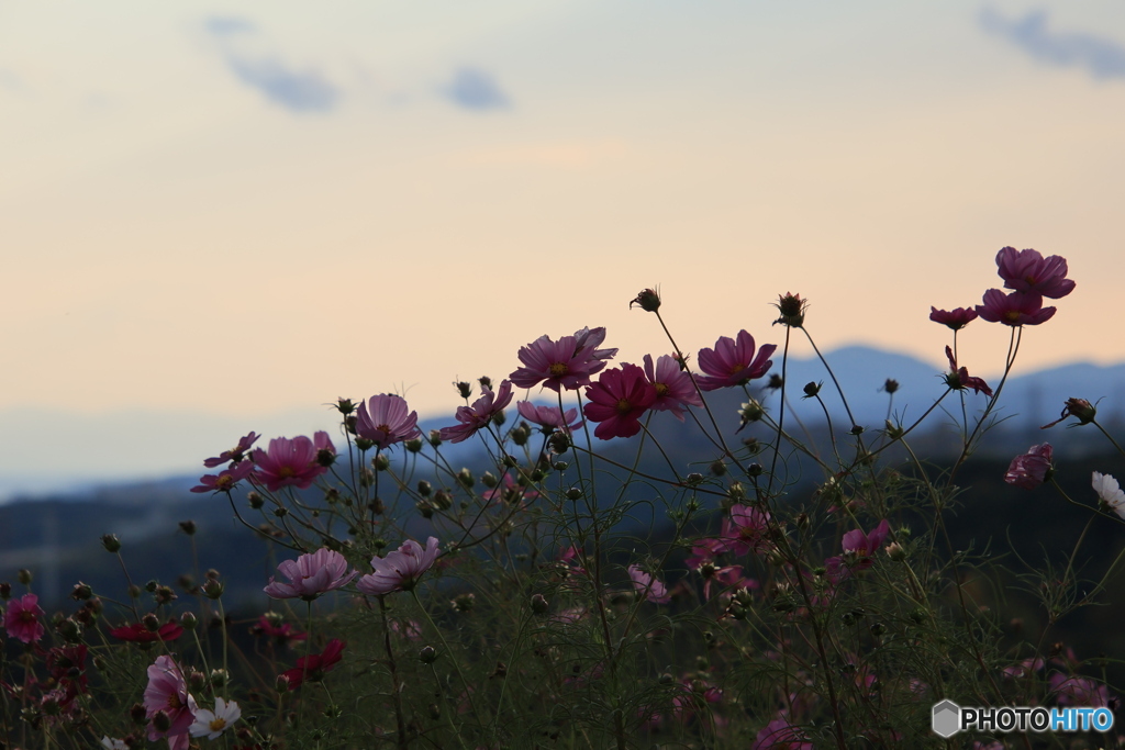夕陽とコスモス3