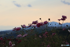 夕陽とコスモス3