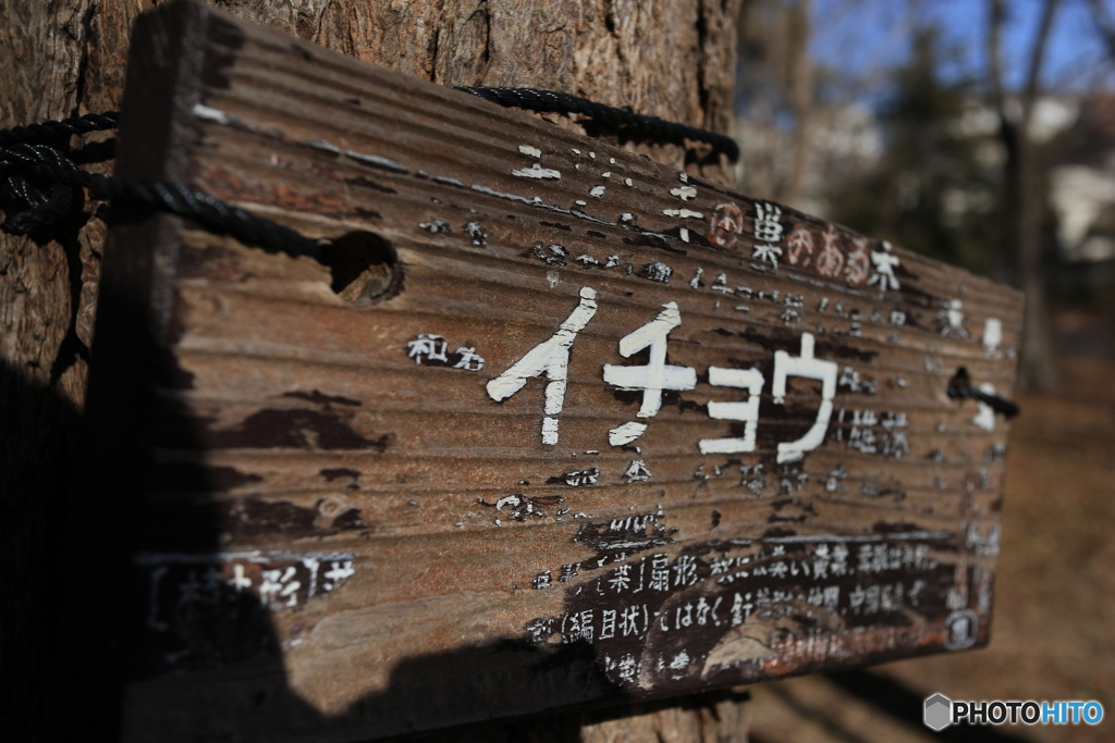 試しに