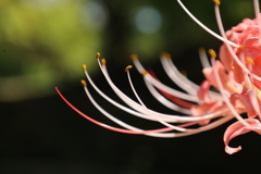 彼岸花5