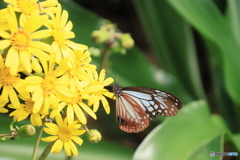 2025四国一人旅3-12