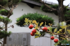 サンザシ