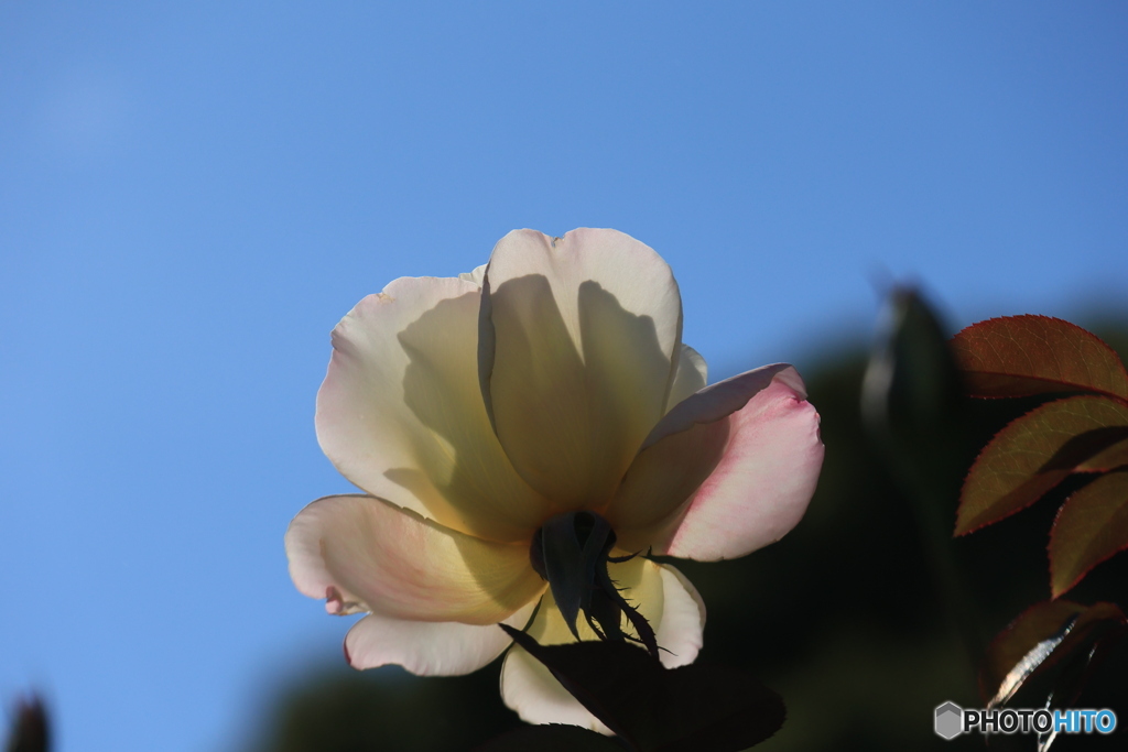 薄ピンクのバラ