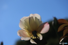 薄ピンクのバラ