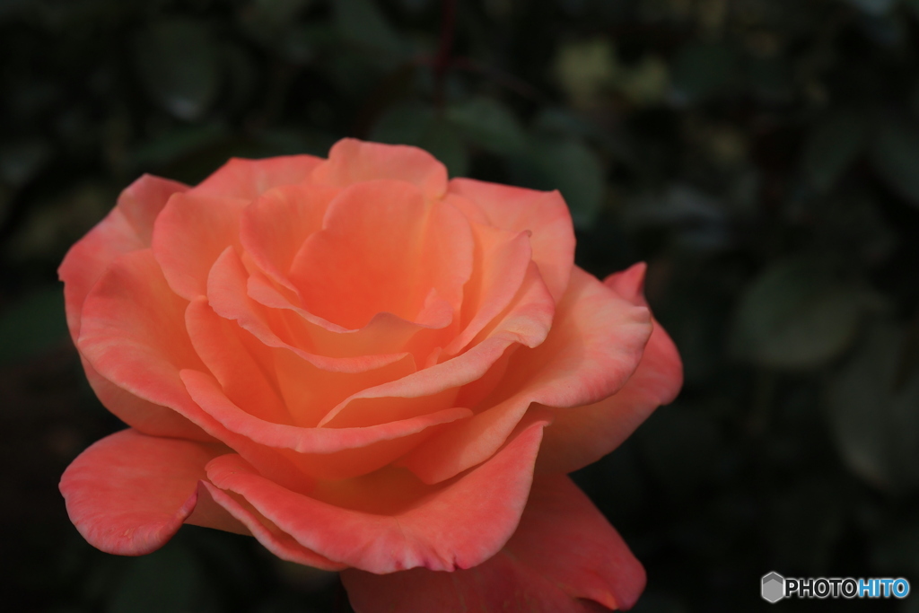 秋のバラ観賞会