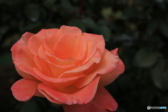 秋のバラ観賞会