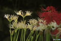 彼岸花23