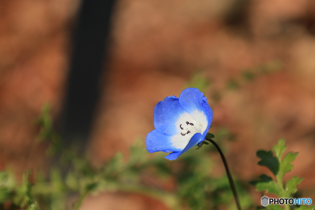 真冬にネモフィラ
