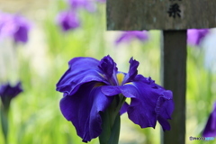 621菖蒲8