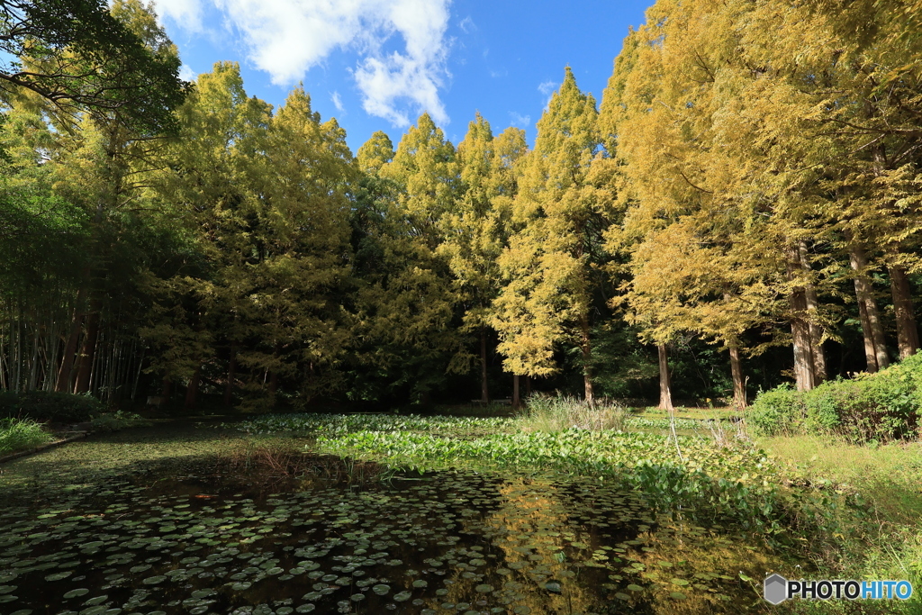 離宮公園の池面から