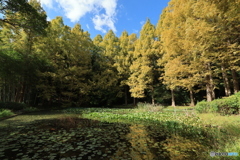 離宮公園の池面から