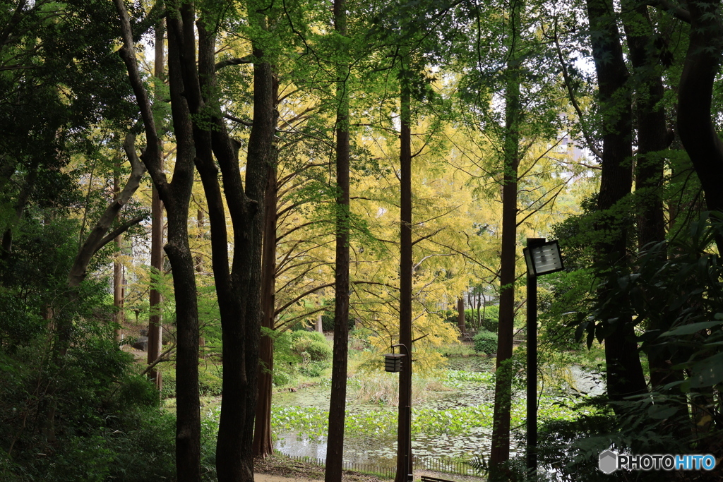 離宮公園の池面から