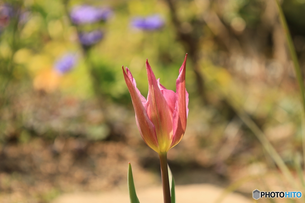 刺さる by kobe3sun （ID：13477858） - 写真共有サイト:PHOTOHITO