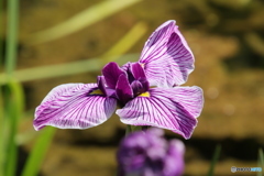 621菖蒲7