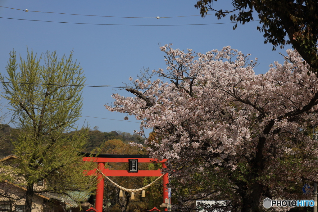 鳥居桜