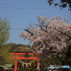 鳥居桜