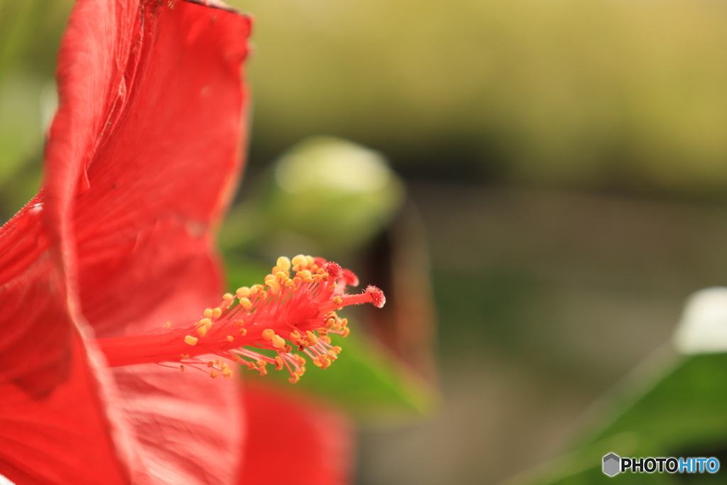 レッドハイビスカス
