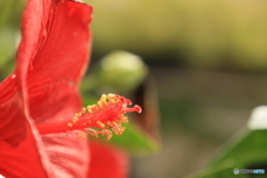 レッドハイビスカス