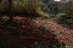 ほぼしたにしかいない