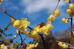 春近づく