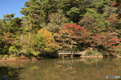 森からの便り19