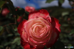 秋のバラ観賞会