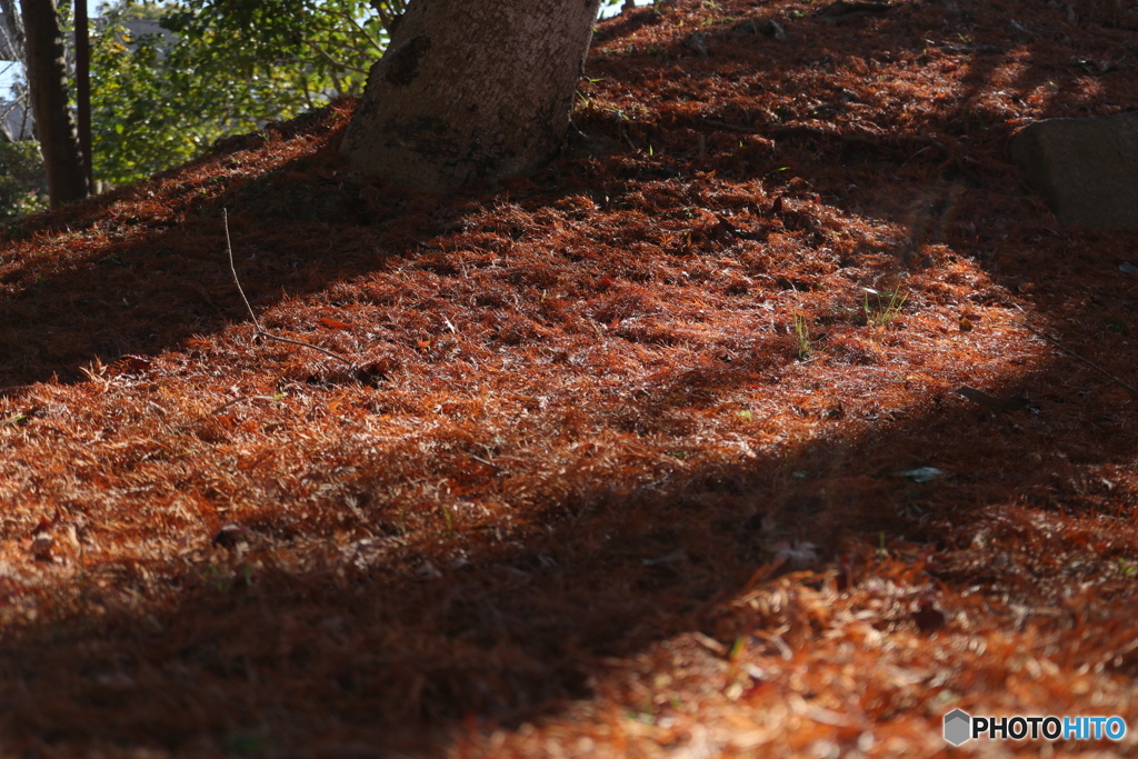 落葉 メタセコイア
