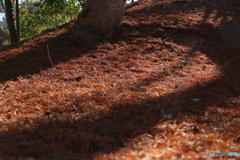 落葉 メタセコイア