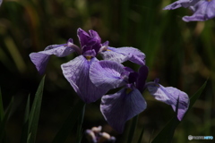 621菖蒲1