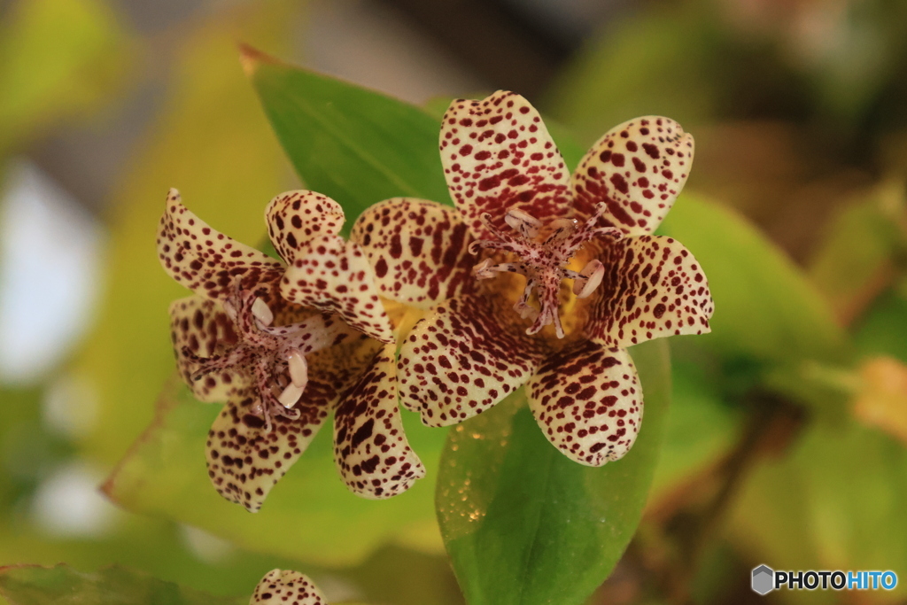 秋の山野草展15