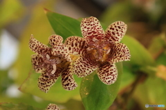 秋の山野草展15