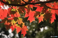 森からの便り3 森からの便り3