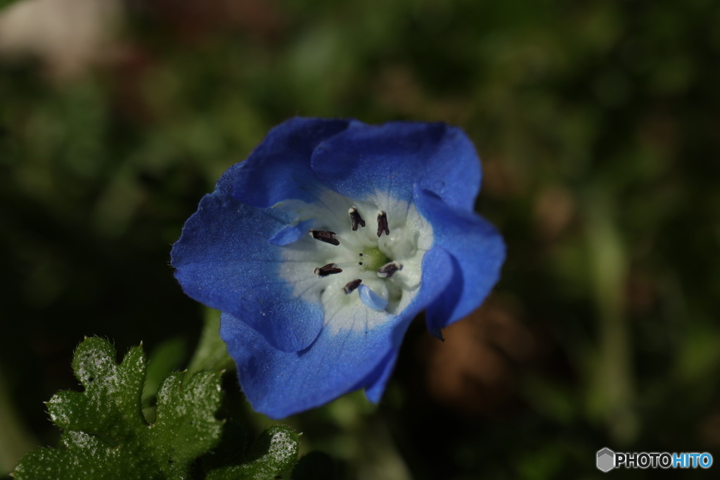 寄って見るネモフィラ1