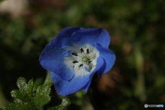寄って見るネモフィラ1