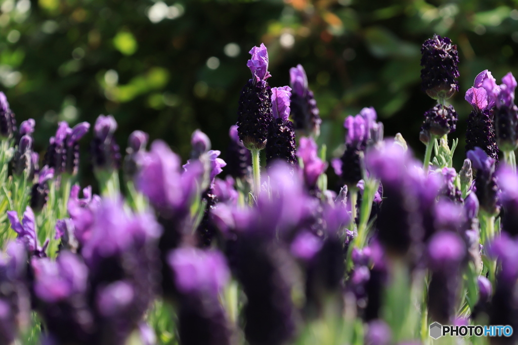 満開ラベンダー